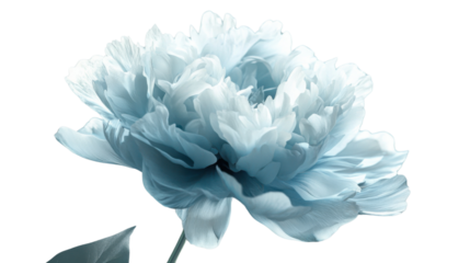 Light blue peony blooming on transparent background