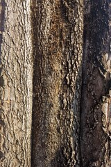 close up of tree bark texture for background