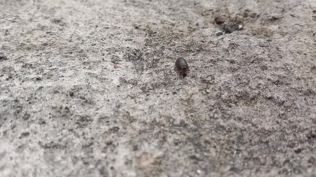 closeup of water flea insect 