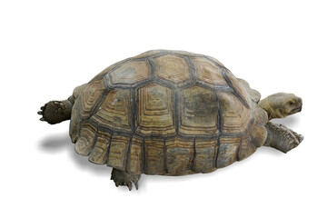 chaco tortoise turtle isolated on white background. This has clipping path.