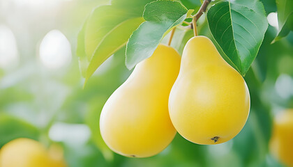 Two ripe yellow pears hanging on a tree branch, surrounded by lush green leaves, bathed in sunlight