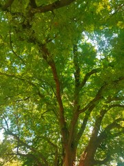 Fototapeta premium A very large and beautiful tamarind tree