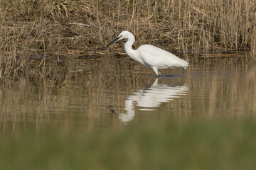 Obraz premium The little egret (Egretta garzetta) is a species of small heron in the family Ardeidae. It is a white bird with a slender black beak, long black legs and, in the western race, yellow feet.
