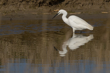 The little egret (Egretta garzetta) is a species of small heron in the family Ardeidae. It is a white bird with a slender black beak, long black legs and, in the western race, yellow feet.