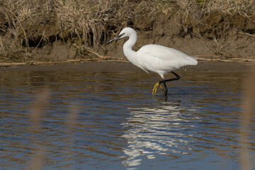 The little egret (Egretta garzetta) is a species of small heron in the family Ardeidae. It is a white bird with a slender black beak, long black legs and, in the western race, yellow feet.