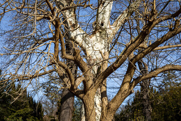 Spring tree trunks without leaves in the park against the sky. Spring in nature