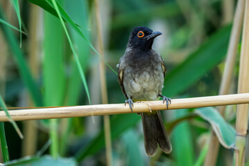 African red-eyed bulbul or black-fronted bulbul (Pycnonotus nigricans) perched on a reed at Augrabies Falls National Park, Northern Cape. South Africa.