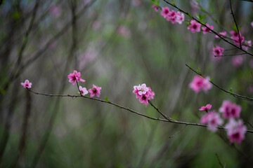 In spring, many dreamy and beautiful plum blossoms bloom.