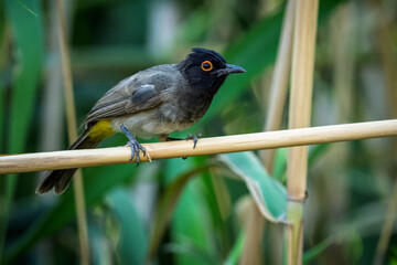 African red-eyed bulbul or black-fronted bulbul (Pycnonotus nigricans) perched on a reed at Augrabies Falls National Park, Northern Cape. South Africa.