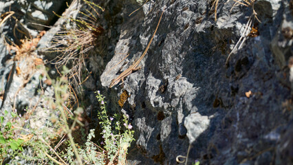 A lizard is standing on the rock in the garden. Lizards are a widespread group of squamate reptiles, with over 6000 species. High quality photo