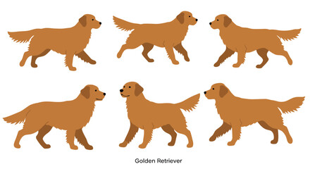 Obraz premium Golden Retriever dog movements in playful poses flat vector illustration