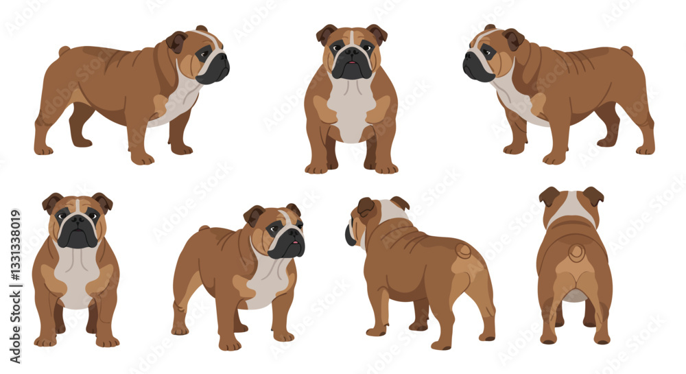 Poster bulldog character design in various poses featuring flat vector art style and detailed expressions v