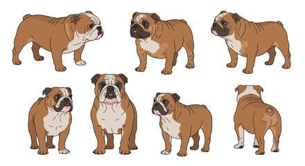 Fototapeta premium Bulldog character design in various poses showcasing flat vector art style and expressions in vector illustration