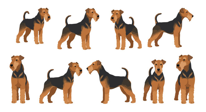 Airedale Terrier in various poses showcasing flat vector art style and vibrant colors in vector illustration