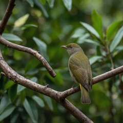 Fototapeta premium robin on a branch
