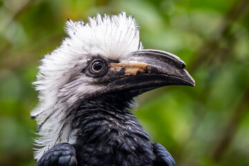 White-crested Hornbill - Horizocerus albocristatus, large beautiful iconic bird with white crest from West African forests and woodlands, Sierra Leone.