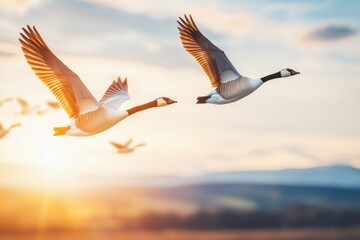 Fototapeta premium Majestic Geese in Flight Against Stunning Sunset Background