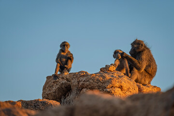 Chacma baboon or Cape baboon (Papio ursinus) at Augrabies Falls National Park, Northern Cape. South Africa.