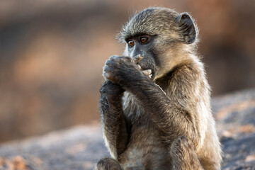 Chacma baboon or Cape baboon (Papio ursinus) at Augrabies Falls National Park, Northern Cape. South Africa.