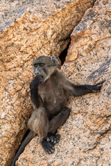 Chacma baboon or Cape baboon (Papio ursinus) at Augrabies Falls National Park, Northern Cape. South Africa.