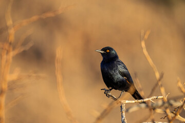 Pale-winged starling (Onychognathus nabouroup) at Augrabies Falls National Park, Northern Cape. South Africa.