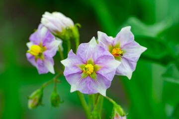 Fototapeta premium Purple flowers bloom in a lush garden during springtime