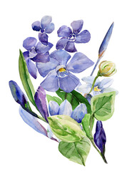 Frühlingsblumen. Pattern of wild flowers, watercolor  image  on a colored background.