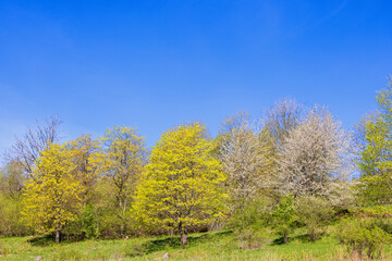 Tree grove with lush greenery a sunny spring day