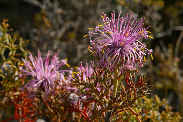 Rose coneflower (Isopogon formosus) in bloom, in natural habitat at Cape Le Grand, Western Australia