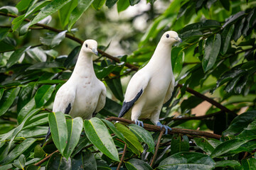 Pied Imperial Fruit Pigeon - Ducula bicolor, beautiful yellow pigeon from Indonesian forests and woodlands, Sumatra.