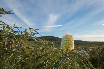 Showy Banksia (Banksia speciosa) with yellow flower cone, Cape Le Grand, Western Australia