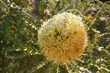 Yellow flower cone of the Showy Banksia (Banksia speciosa), above view, Cape Le Grand, Western Australia