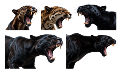 Collection of  panthers roaring and showing its sharp canine teeth, isolated on transparent background. 