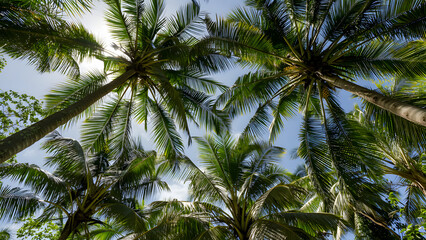 coconut palm trees