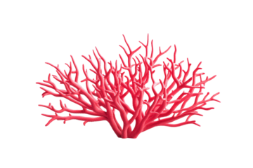 Red coral tree with pink branches, isolated