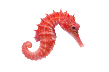 Small red sea creature with a long snout, isolated