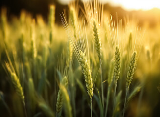 Fototapeta premium golden wheat stalks at sunrise