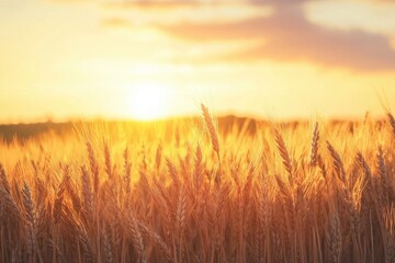 Obraz premium Sunset over a wheat field stretching into the horizon capturing the golden grain in nature's embrace serene landscape tranquil environment vibrant viewpoint