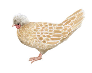 Beige white funny chicken hen of Padovana breed watercolor illustration isolated on white. Poultry yard bird for farm animals designs. Realistic hand drawn fowl clipart for organic village products