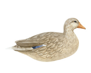 Wild mother duck illustration isolated on white background. Hand drawn realistic waterfowl female bird. Wildlife avian clipart for farm, village or natural reserve parks designs