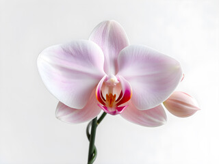 Beautiful white orchid on light background, closeup. Space for text