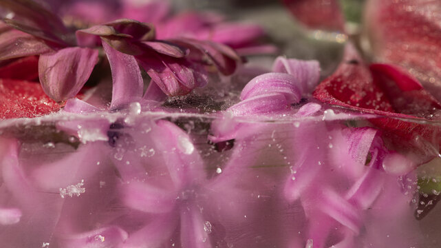 seamless background with 
 close up of pink flowers frozen in ice with
 water drops