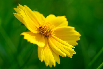 Various chrysanthemums and close-ups