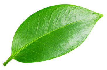 leaf isolated on white background