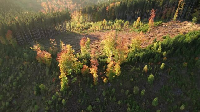 Aerial view of landscape with forested and deforested area in the mountains. Deforestation, logging, environmental destruction.