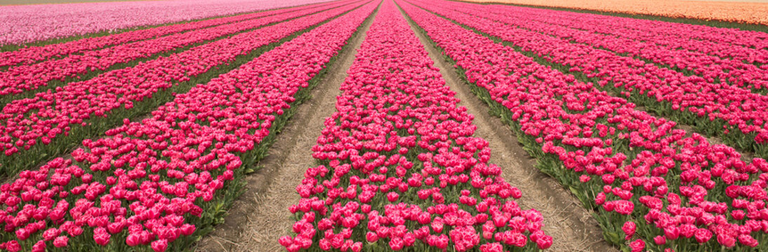 seamlesss background with landscape or field with rows of pink and red tulip flowers