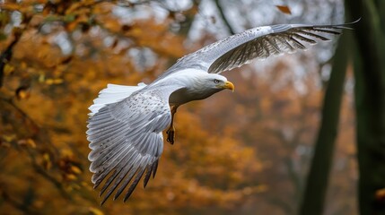 Naklejka premium Majestic White-Tailed Eagle in Autumnal Flight