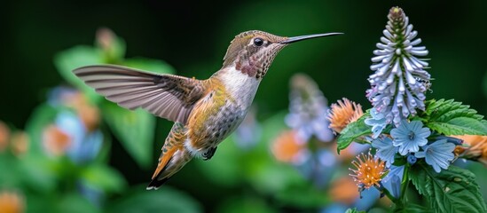 Fototapeta premium Hummingbird in Flight