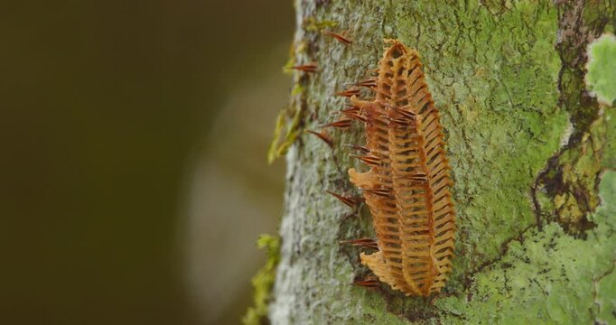 Fulgoridae nymphs crawl from an ootheca on a rainforest tree trunk, deep in the jungles of Peru.