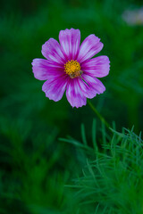 Obraz premium Various chrysanthemums and close-ups